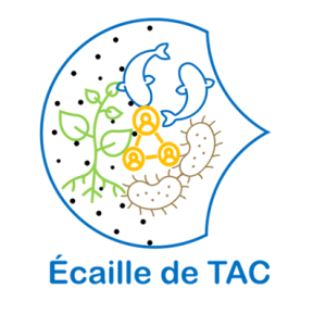 ecaille de tac
